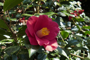 Camellia japonica Robert Lasson   